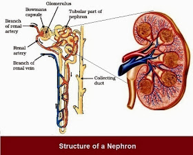 cbse chapter class processes science 10th nephron exercises solved functioning