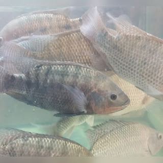 Mengenal Ikan Nila dengan Klasifikasi dan Morfologinya