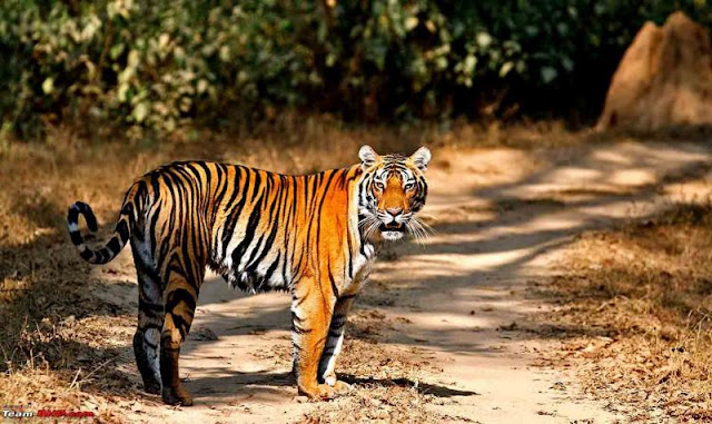 Kanha National Park Kanha National Park
