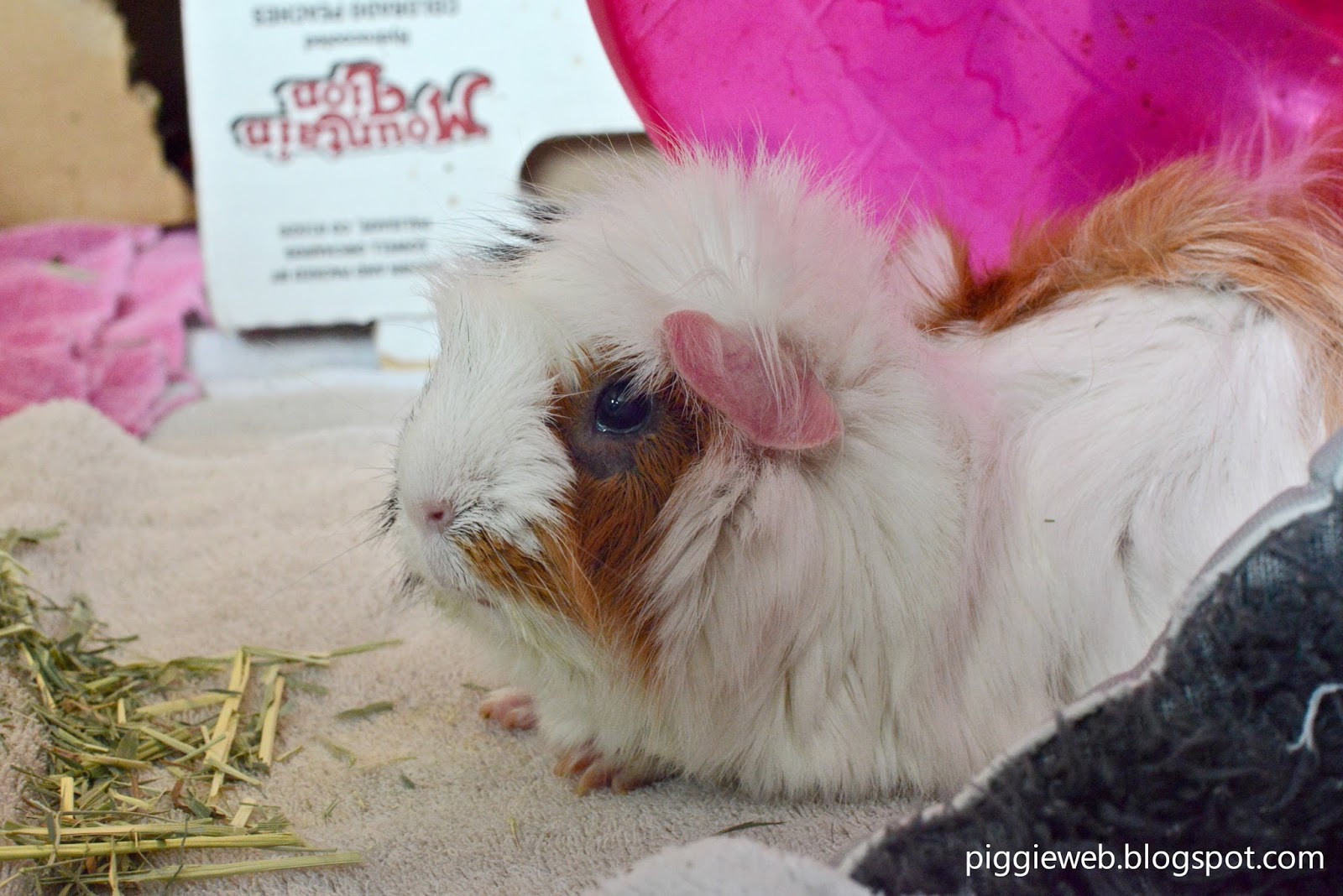 Piggie  Guinea Pig Bladder Stones