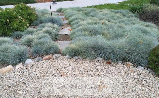 Blue Fescue in drought tolerant landscape :: OrganizingMadeFun.com