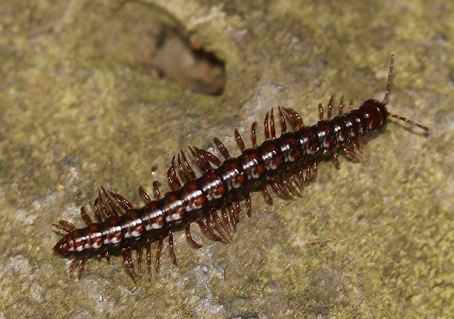 Wie Viele Beine Hat Ein Tausendfüßler Wie Viele Beine Hat Ein Tausendfüßler