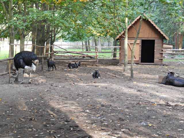 te zwierzęta żyją w zgodzie strusie, kozy, domek, antylopa
