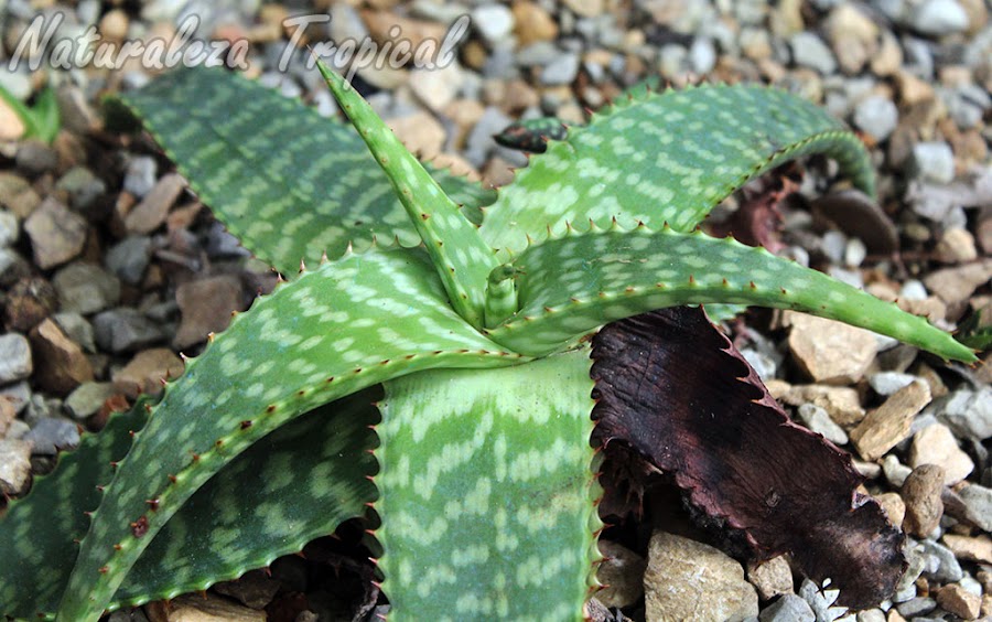 Planta del género Aloe con hoja seca que necesita ser retirada para evitar futuras plagas