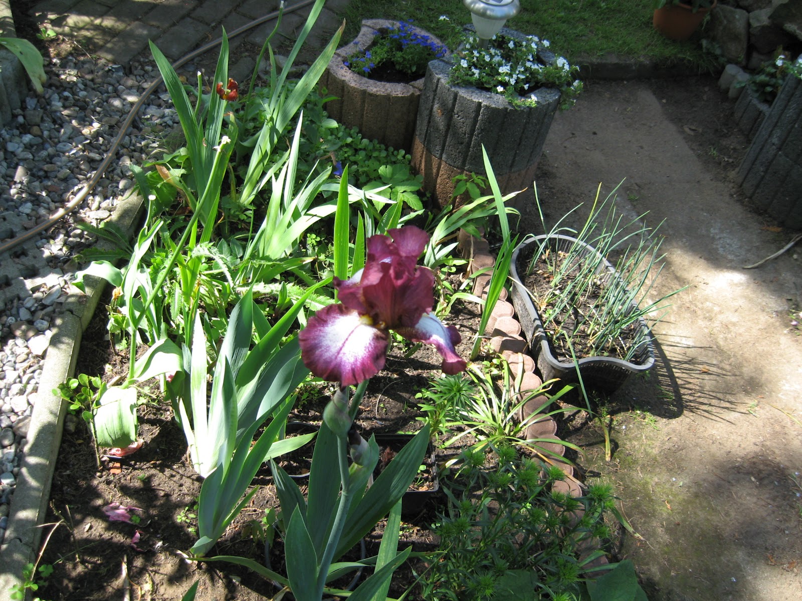 Unser Garten: Lilien
