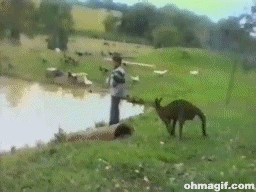 019-animals-vs-kids-kangaroo-kicks-kid-i