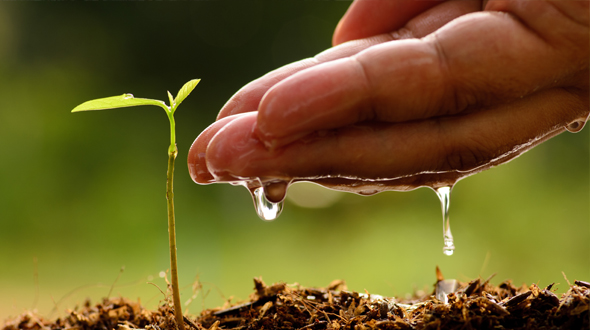Keeping trees healthy through proper watering and nutrient rich soil