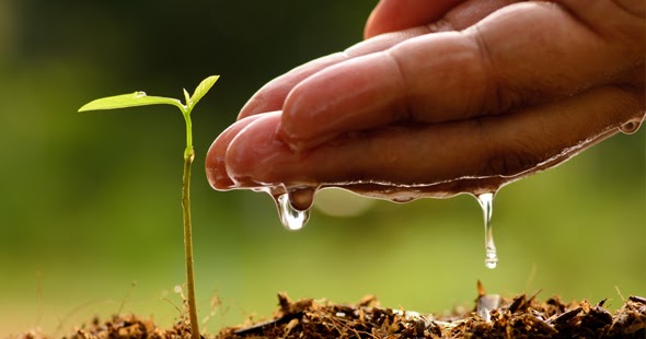 Tree Watering and Soil Fundamentals - Todd’s Marietta Tree Services
