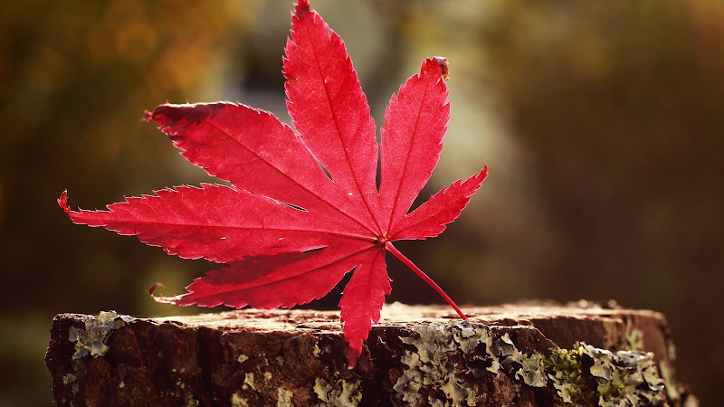 One of the Autumn Symbols