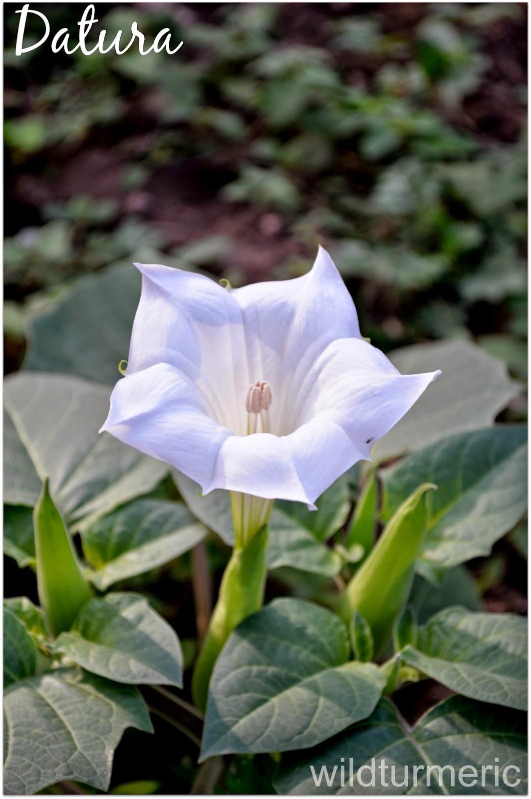 Health Benefits, Uses & Side Effects of Datura Flowers, Seeds & Leaves
