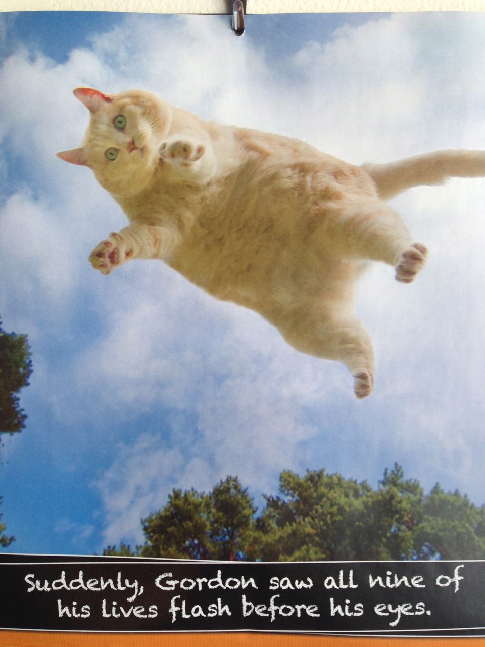Кошки полетели. Летающий кот. Коты в прыжке. Летающий толстый кот. Летающий кот рыжий.
