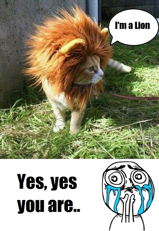 I'm A Lion - Yes Yes You Are