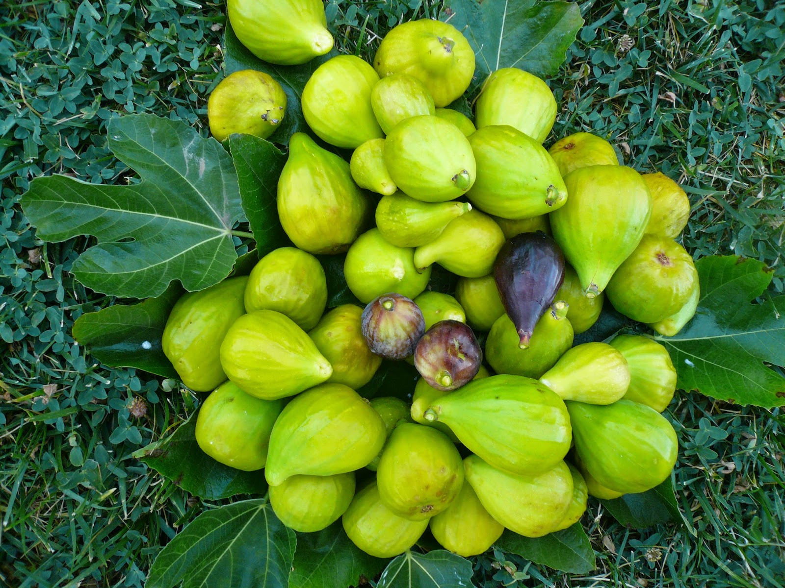 Countryman Foraging California's Wild Side Forage for Figs The