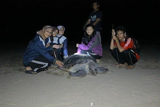 Wisata Pantai Sukamade Wisata Pantai Sukamade