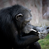 FOTOS CHOCANTES MOSTRAM CHIMPANZÉ FUMANDO EM ZOO NA COREIA DO ORTE