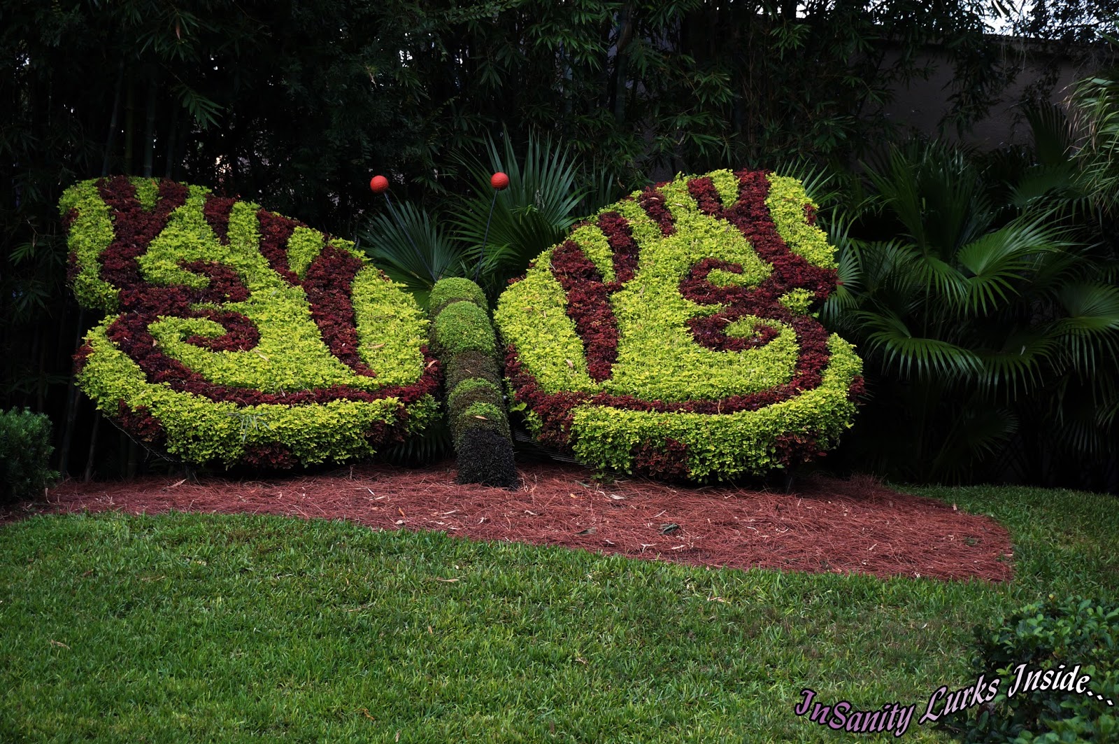 Insanity Lurks Inside Park Review Busch Gardens Tampa