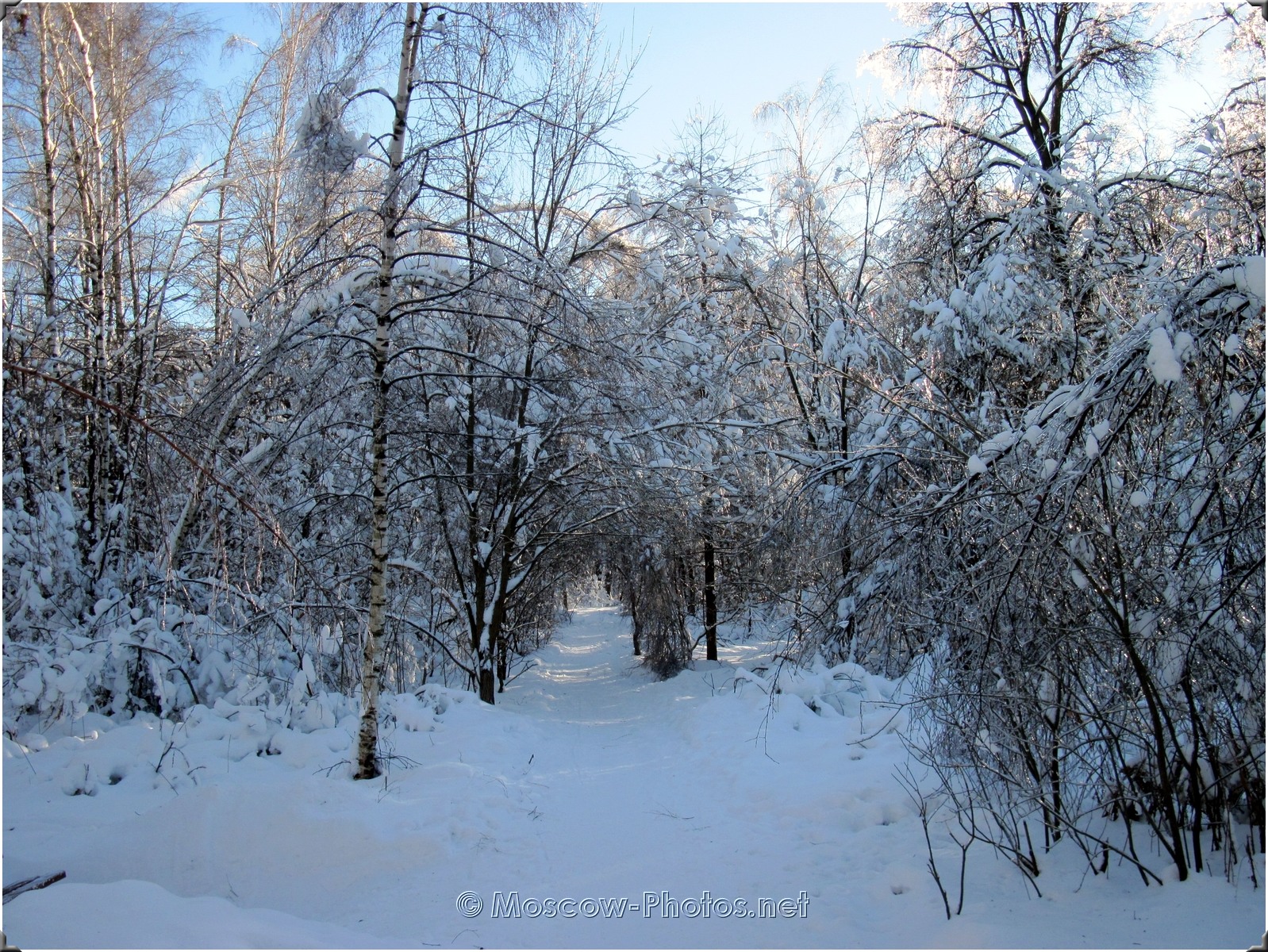 Moscow Winter Forest 