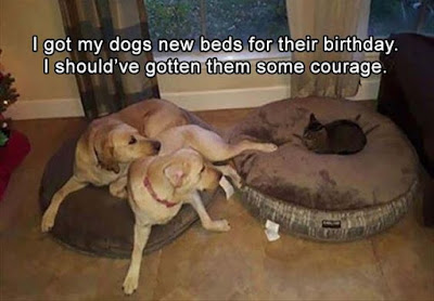 dogs afraid of cat, dogs and cat, dogs need courage, got my dogs beds for birthday