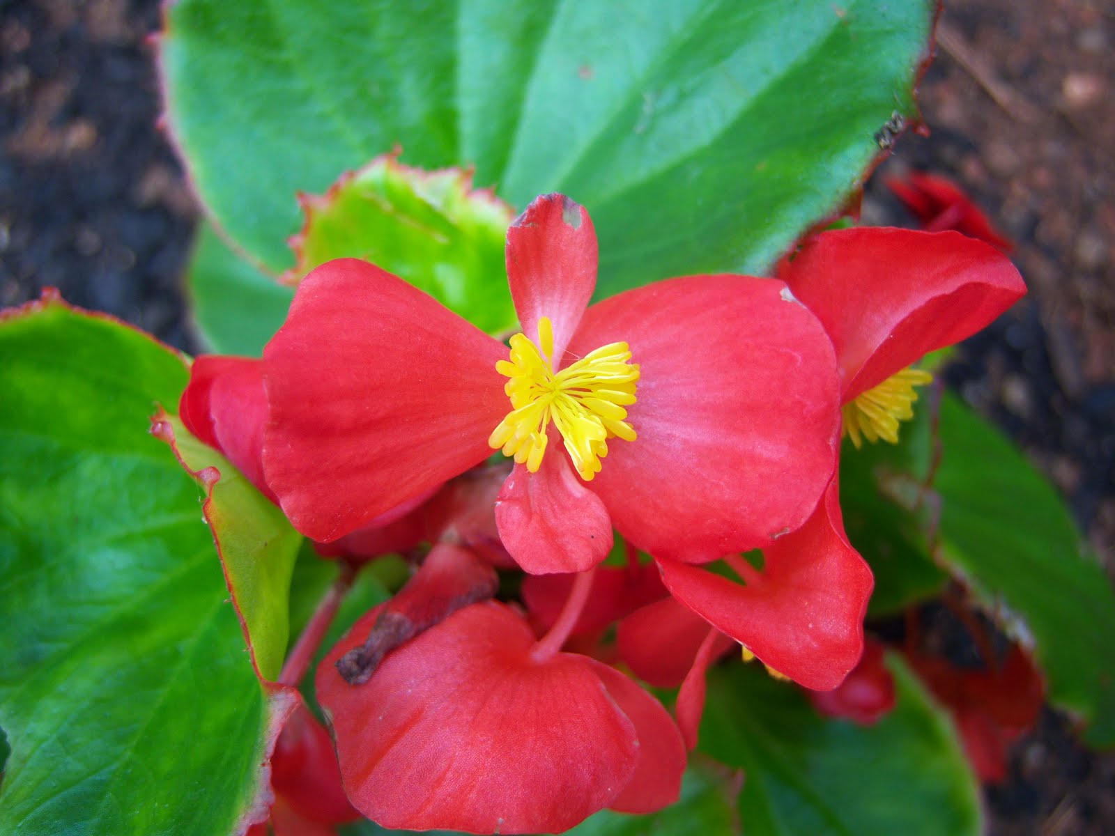 Begonia x semperflorens «flor de azucar» - Id Plantae