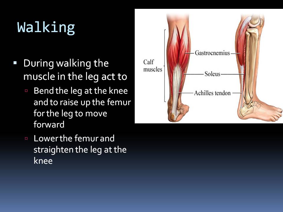 Biology: Support and Locomotion