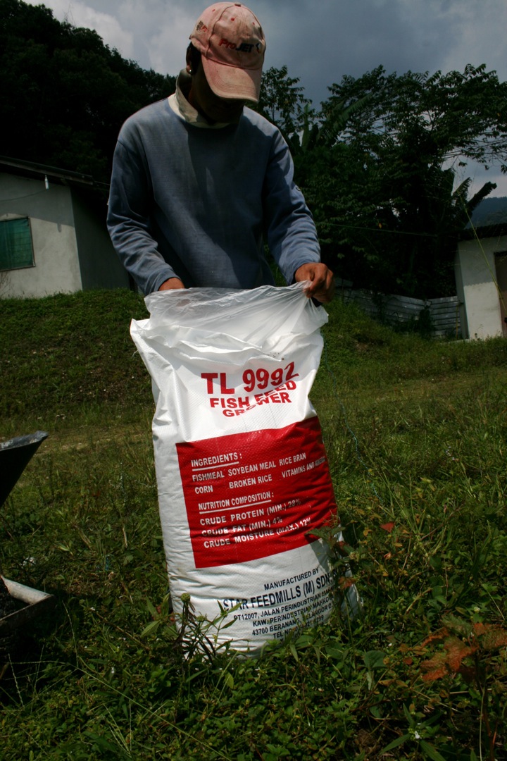 Redfin Enterprise Our Tilapia Farm