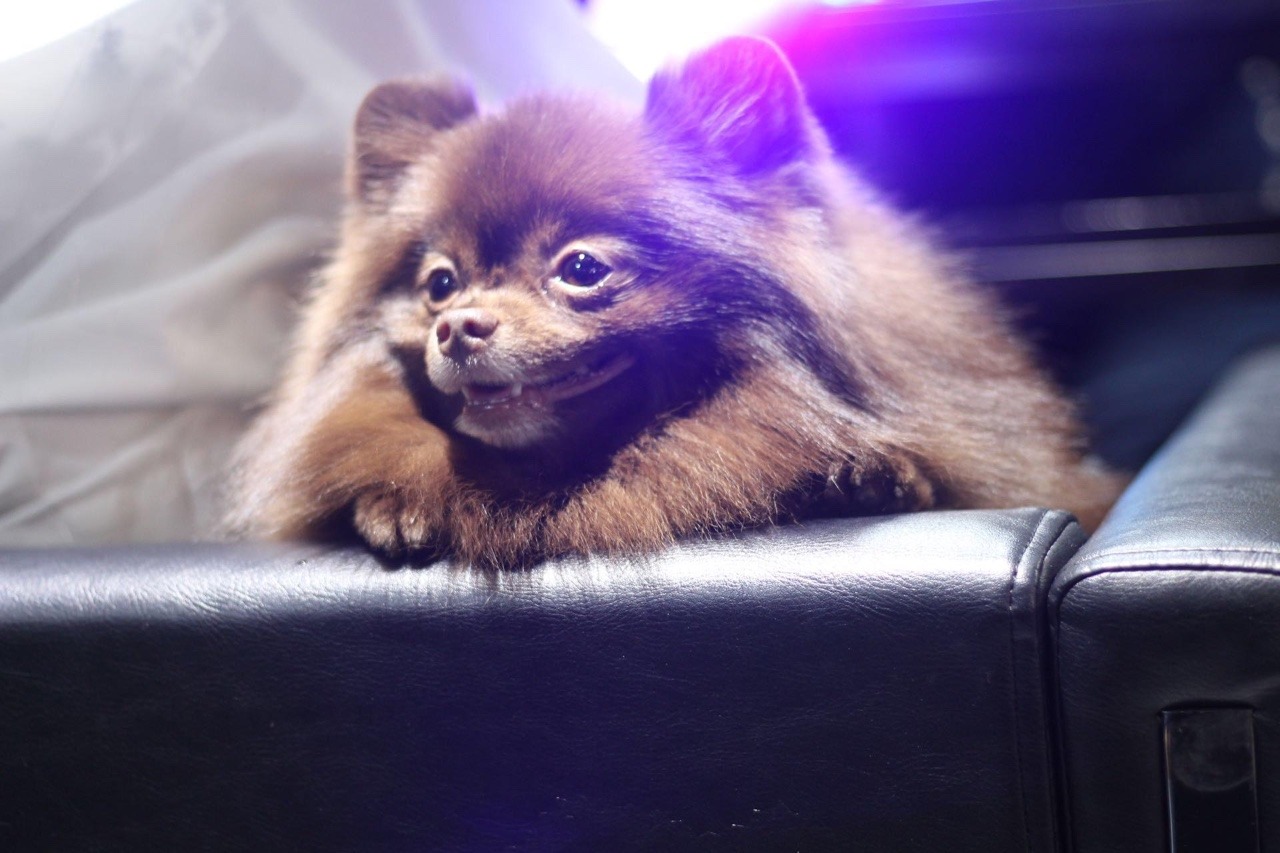 Fans Appreciate The Cuteness Of Blackpink Jennie`s Pet Dog Kuma