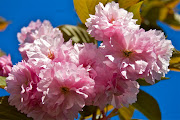 Fiori di primavera (5 foto) zanleone primavera 