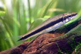 Ikan Hias Aquarium Mini Ikan Hias Aquarium Mini