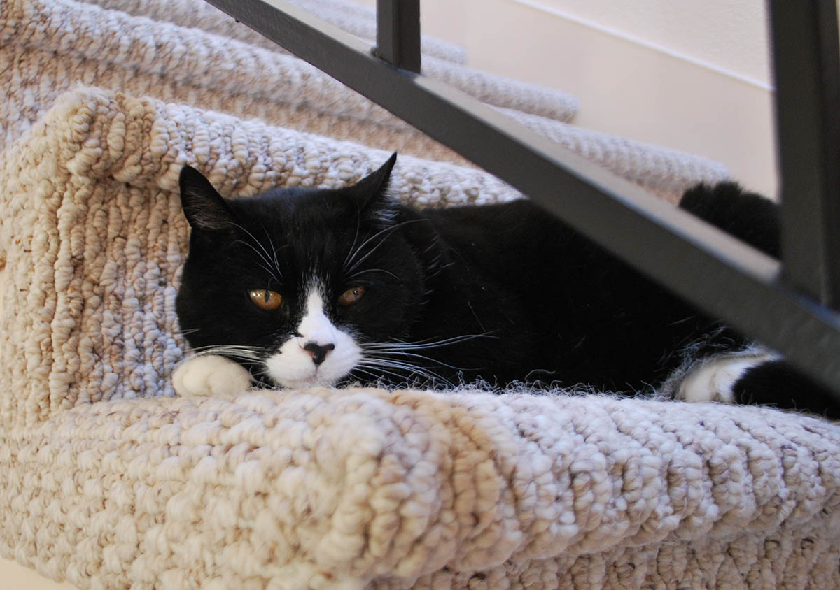 The Scratching Post Stair Cat Stares