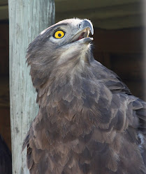 snake flying bird adaptations marlin swallow identification