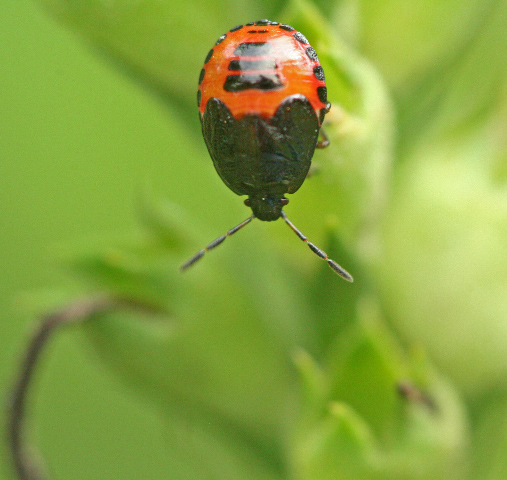 what bugs eat plants at night