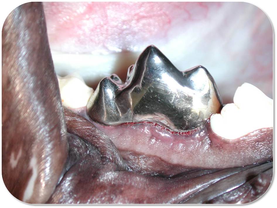 Circle City Veterinary Specialty & Emergency Hospital What Can My Dog