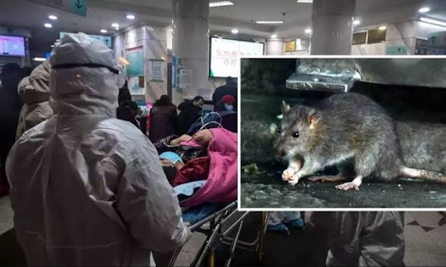 Hantavirus China Hantavirus China