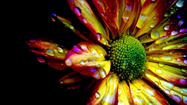 Pretty Rainbow Flower Pictures Pretty Rainbow Flower Pictures