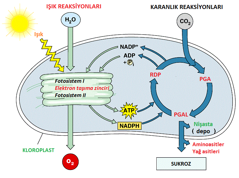 Fotosentez Nedir? Biyoloji Eğitim