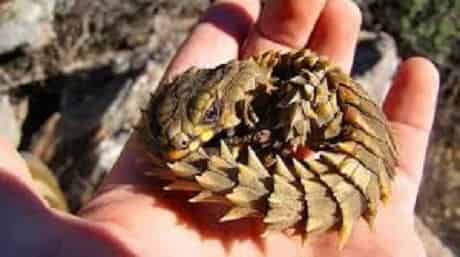 Thorny Dragon Binatang Aneh Didunia Yang Dikira Hoax
