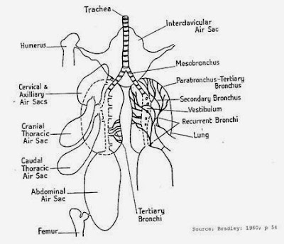 Animal Science Chicken Dissection: Respiratory System