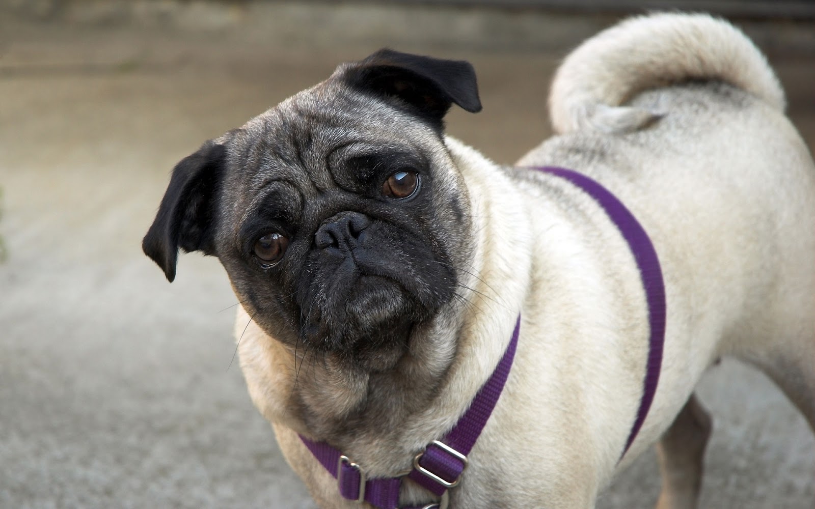 Pug Dog Best HD Wallpapers 2013 ~ All About HD Wallpapers