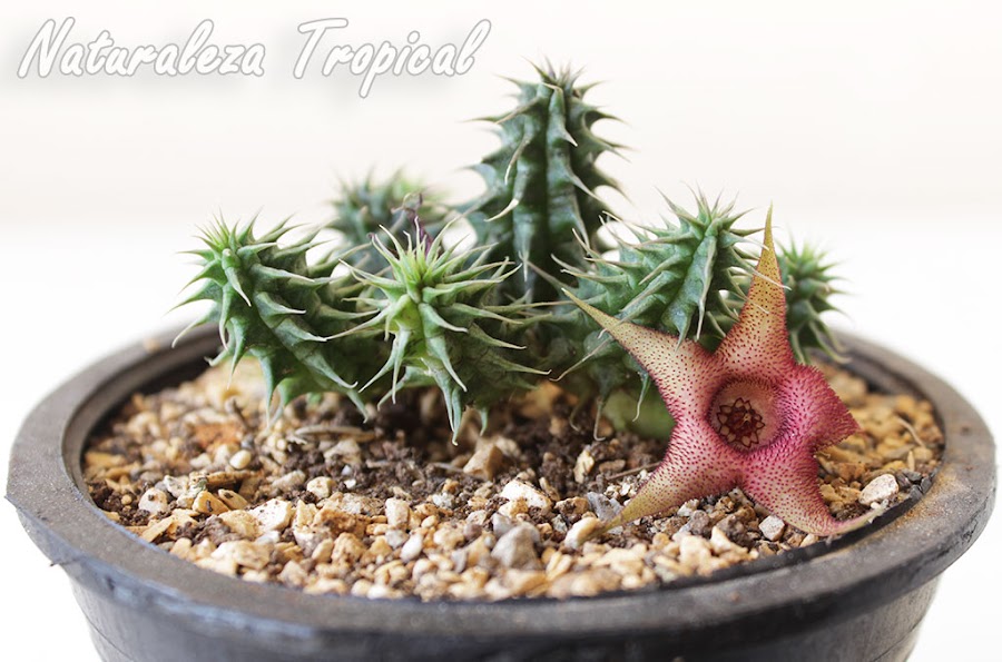 Foto de un cultivar de la planta suculenta Huernia pillansii