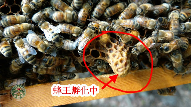 蜂巢的樣子@愛蜂園,台灣養蜂場,健康伴手禮,天然蜂蜜,蜂花粉,蜂蜜醋,蜂蜜蛋糕,蜂王乳,蜂王漿,台灣養蜂協會會員,客製化禮盒,台灣蜂蜜,純蜂蜜,蜂蜜檸檬,產品經SGS檢驗合格, 蜂巢的樣子@愛蜂園,台灣養蜂場,健康伴手禮,天然蜂蜜,蜂花粉,蜂蜜醋,蜂蜜蛋糕,蜂王乳,蜂王漿,台灣養蜂協會會員,客製化禮盒,台灣蜂蜜,純蜂蜜,蜂蜜檸檬,產品經SGS檢驗合格,