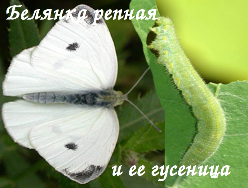 Гусеницы бабочки белянки