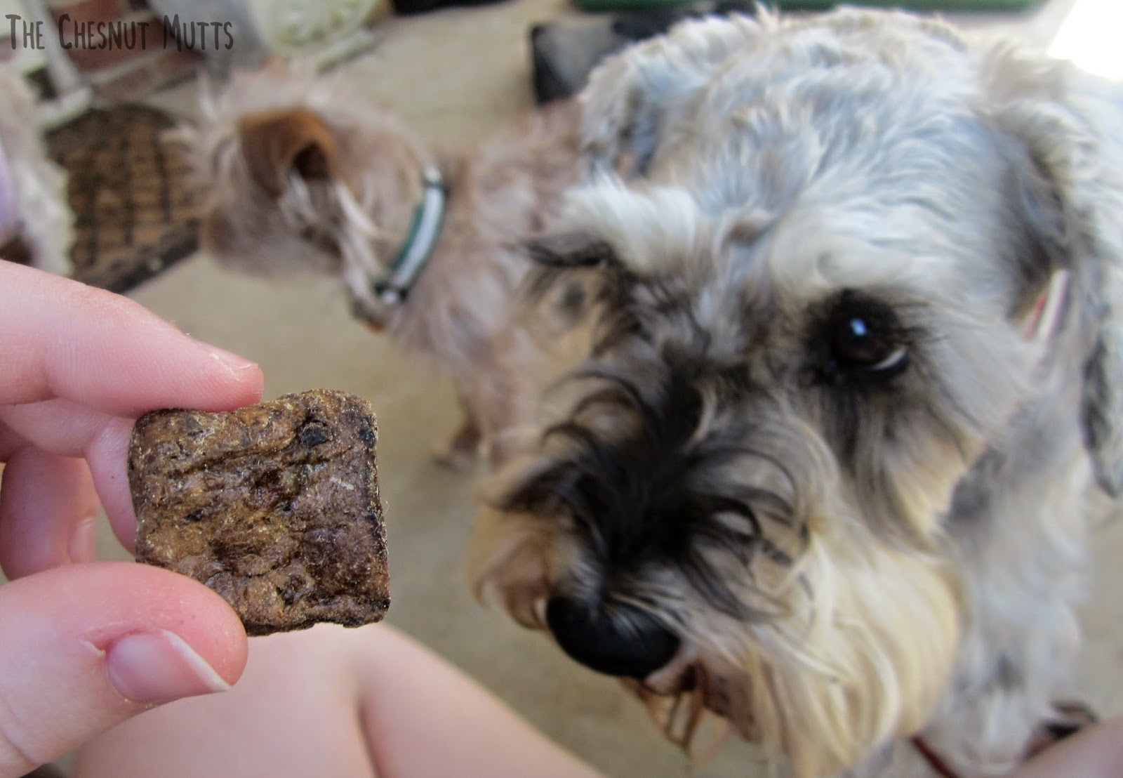 Dibble the schnauzer wants a Bully Nugget