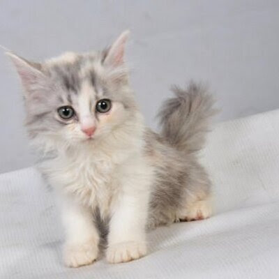صور قطط كيوت صور قطط كيوت