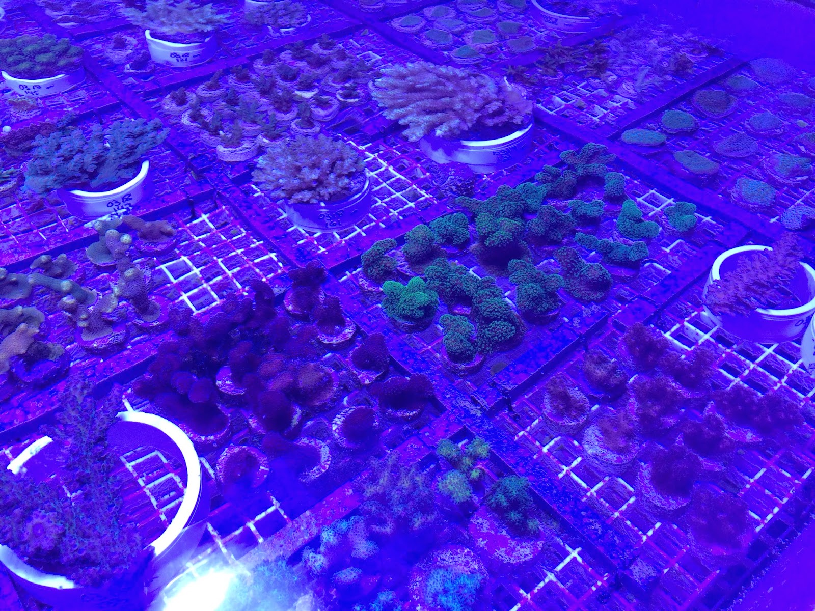 aquacultured coral frags