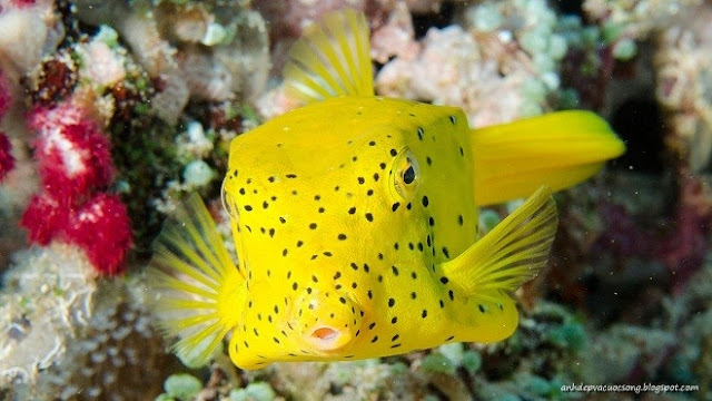 Ảnh đẹp rạn san hô