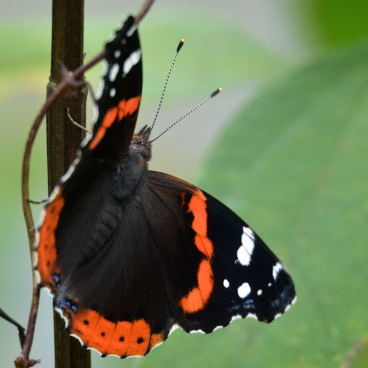 Red Admirals are seasonal migrants. They head south for the warm winters. They can't tolerate our freezing winters.