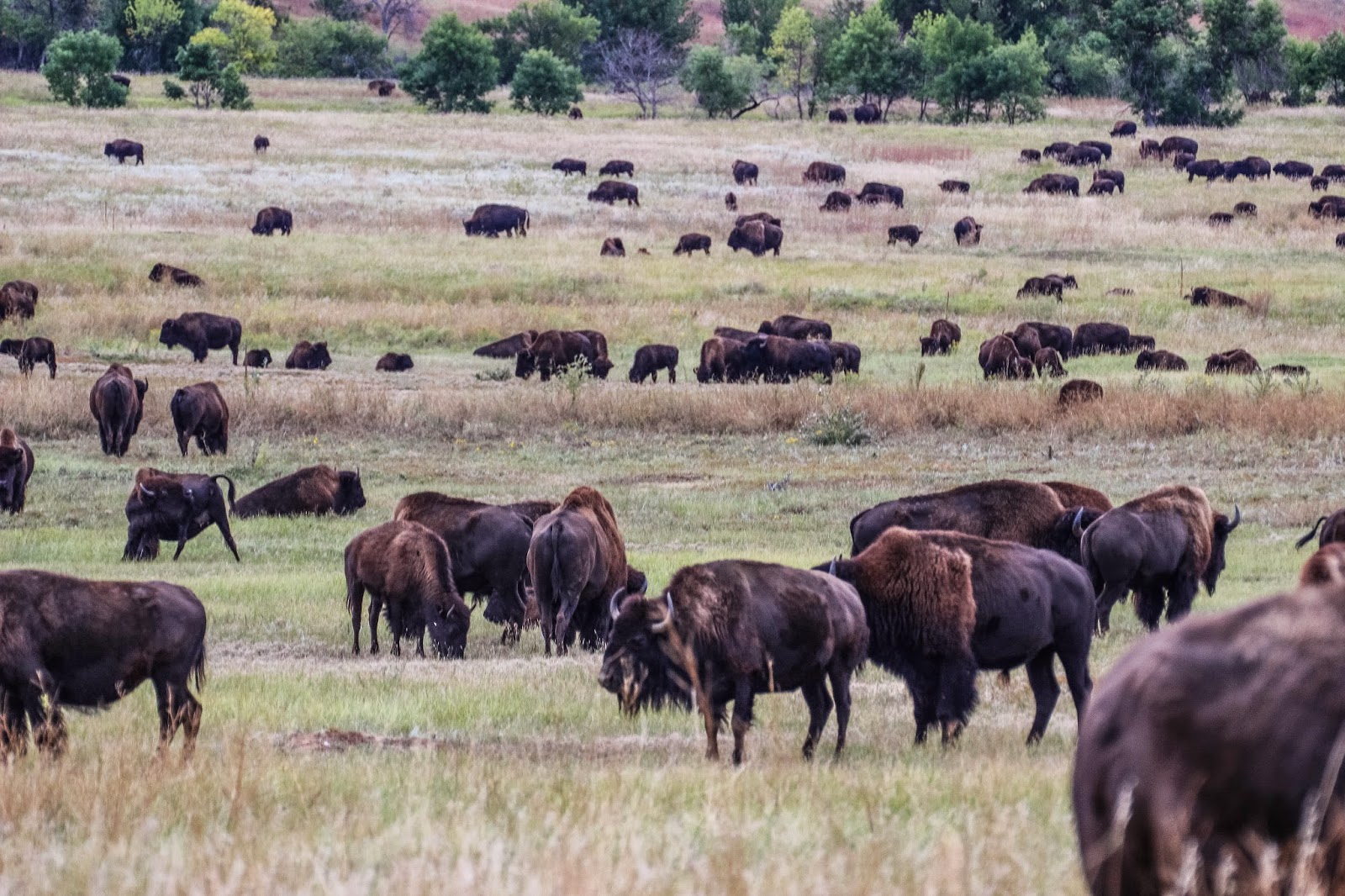 Cannundrums Plains Bison South Dakota