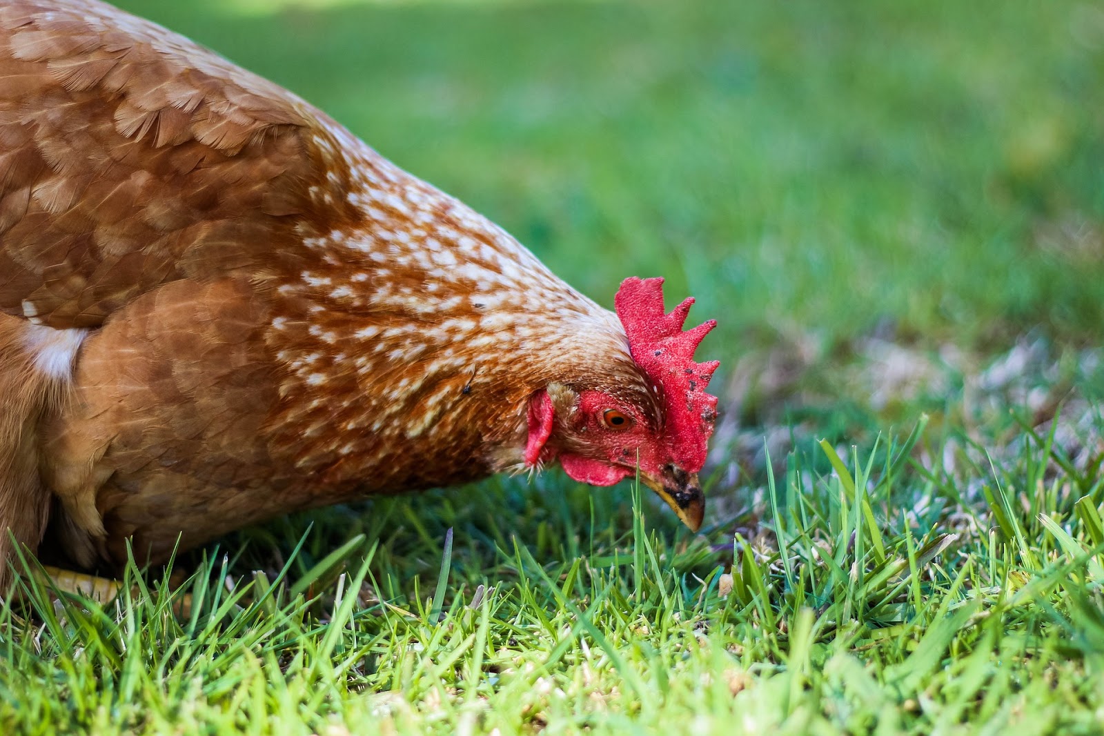 What Are Free Range Chickens A Short Guide Raising Free Range Chickens What Are Free Range Chickens A Short Guide Raising Free Range Chickens