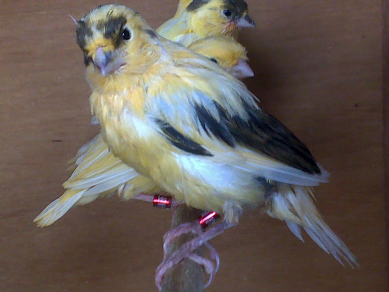 Gambar Anakan Kenari Ternak Burung Kenary