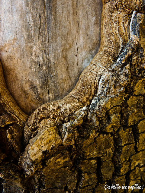 Ça titille les papilles !, Arbre, Ecorce, Macro, Flore